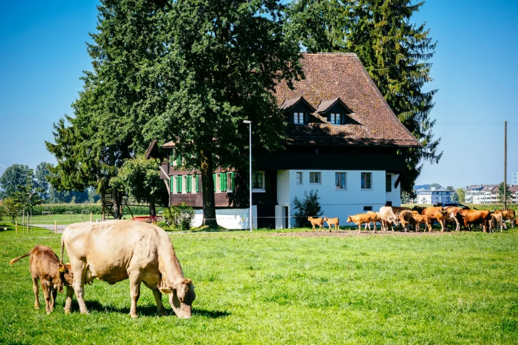 Mutterkühe mit Kälbern auf der Weide vor dem Bauernhaus